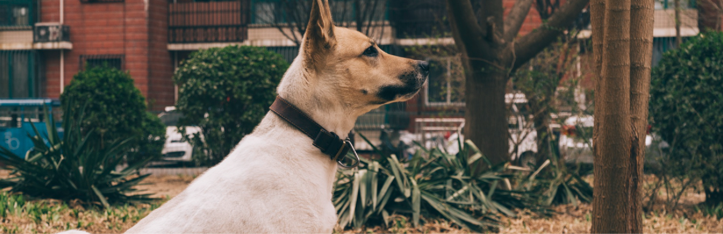 Cómo aliviar el dolor por picadura de avispa en perros